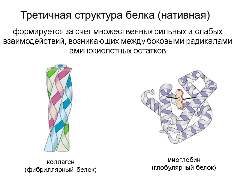 коллаген (фибриллярный белок) миоглобин (глобулярный белок) Третичная структура белка (нативная) формируется за счет множественных